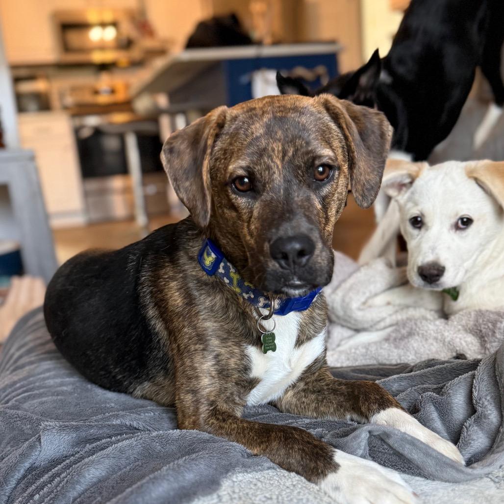 Enlarge Oakley, a Adoptable mixed breed in St. Charles, MO image 3/6