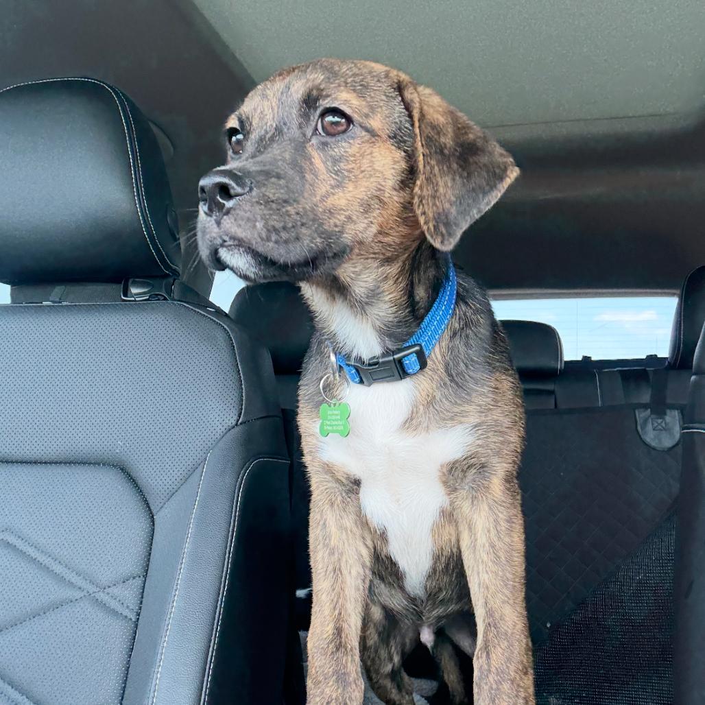 Enlarge Oakley, a Adoptable mixed breed in St. Charles, MO image 4/6