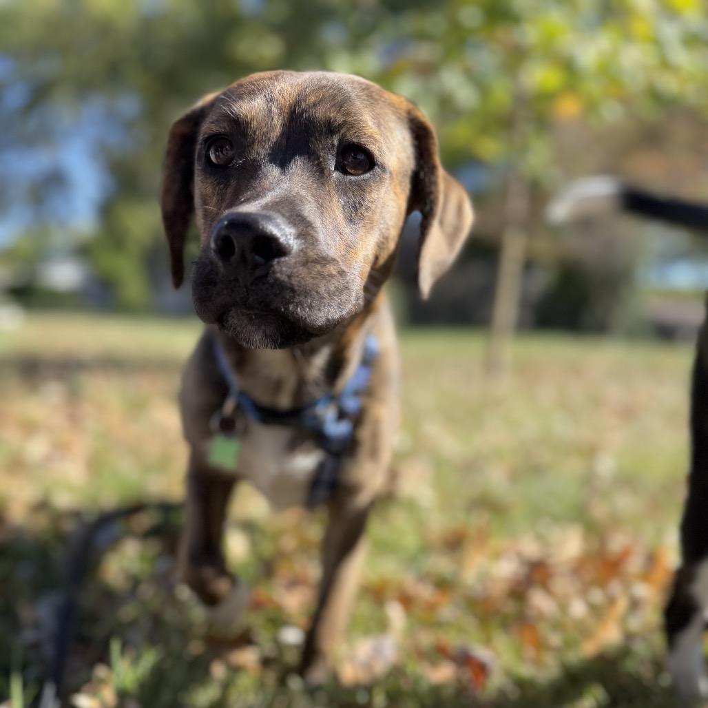 Enlarge Oakley, a Adoptable mixed breed in St. Charles, MO image 6/6