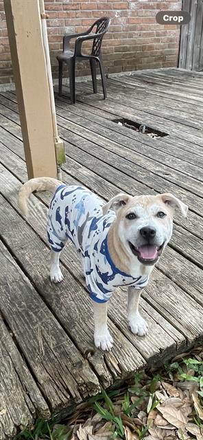 VALOR, Adoptable, Young Male Labrador Retriever & Mixed Breed.