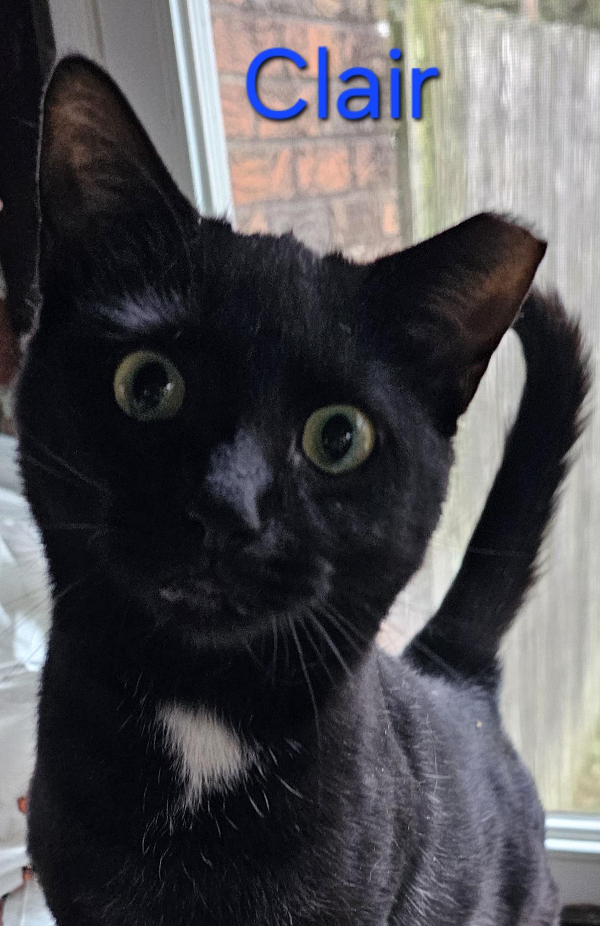 Clair, a Adoptable Domestic Short Hair in Greensburg, PA image 2/2