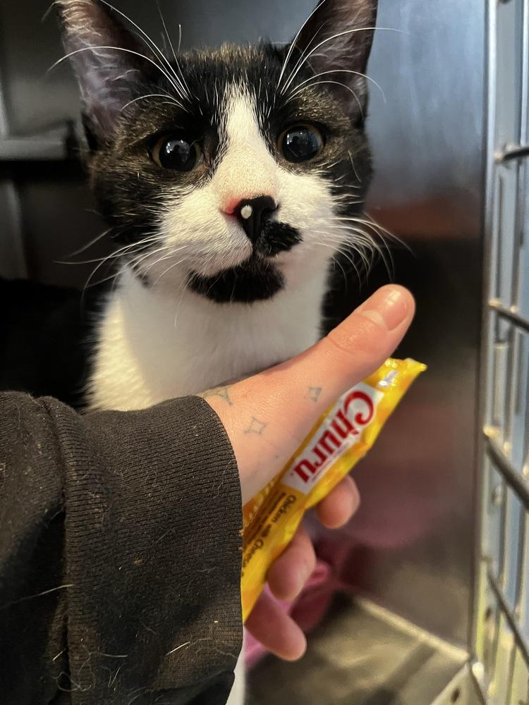 Enlarge Toothpick, a Adoptable Domestic Short Hair in Trenton, ME image 1/3