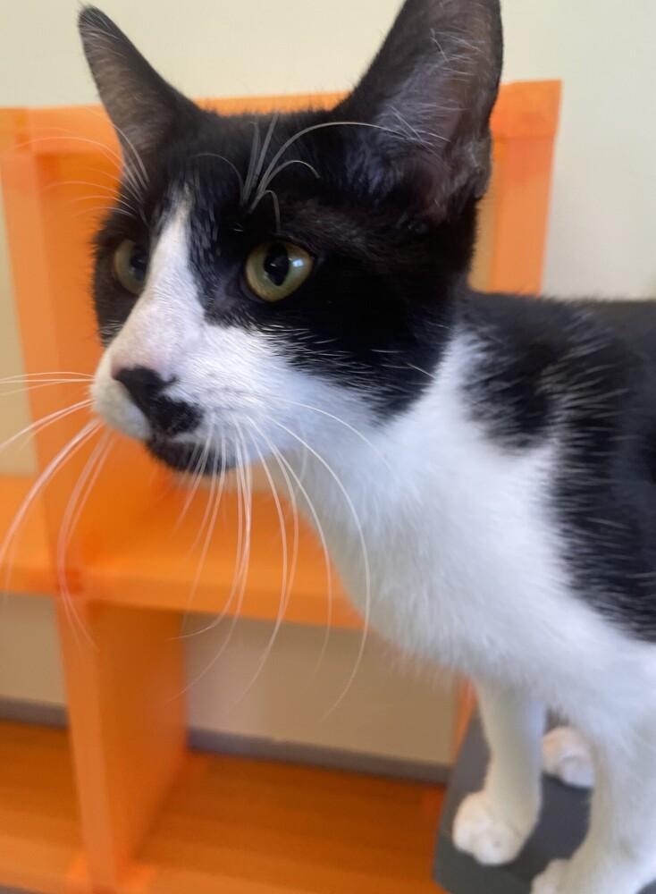 Enlarge Toothpick, a Adoptable Domestic Short Hair in Trenton, ME image 2/3