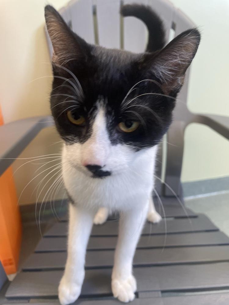 Enlarge Toothpick, a Adoptable Domestic Short Hair in Trenton, ME image 3/3