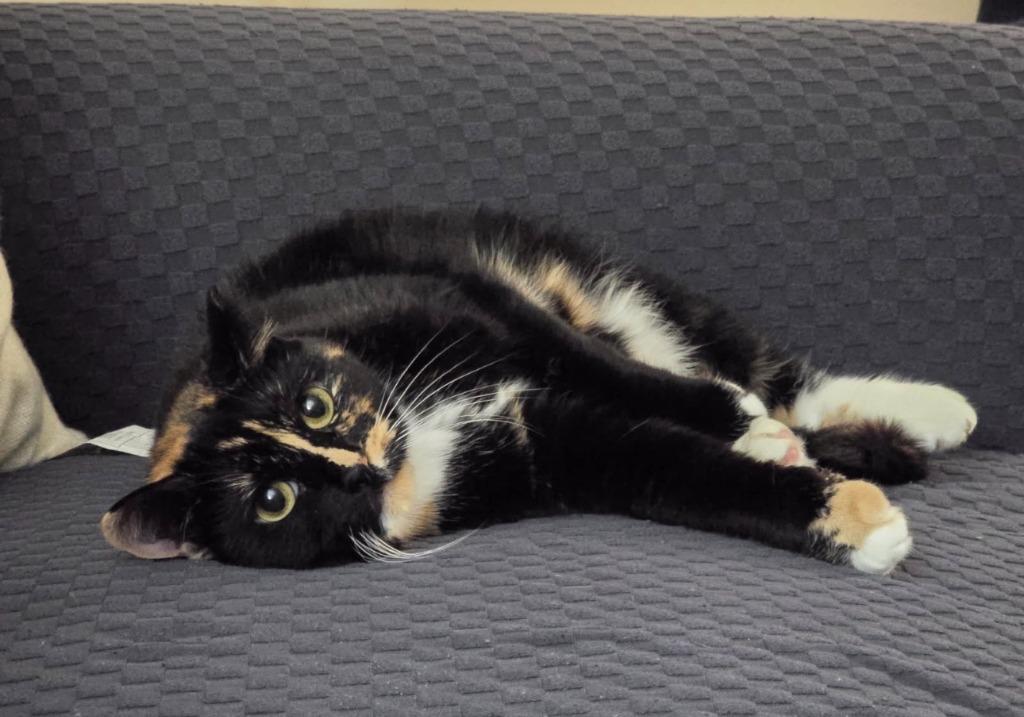 Enlarge Blossom, a Adoptable mixed breed in Pawtucket, RI image 2/5