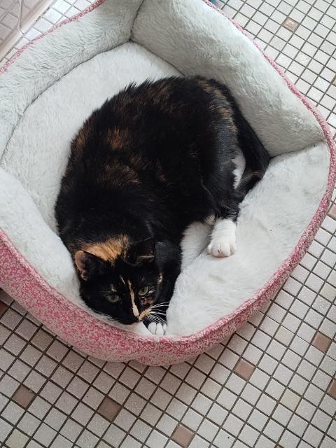 Enlarge Blossom, a Adoptable mixed breed in Pawtucket, RI image 3/5