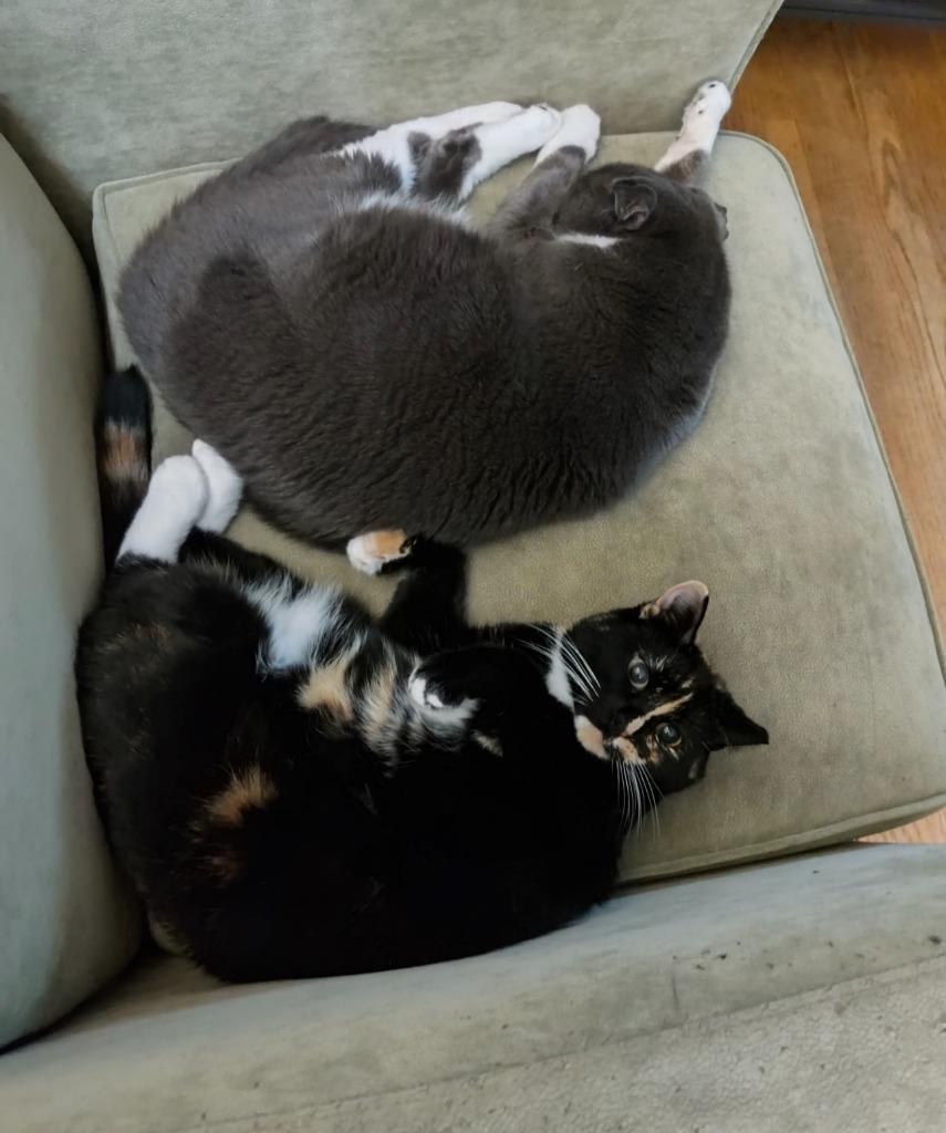 Enlarge Blossom, a Adoptable mixed breed in Pawtucket, RI image 4/5