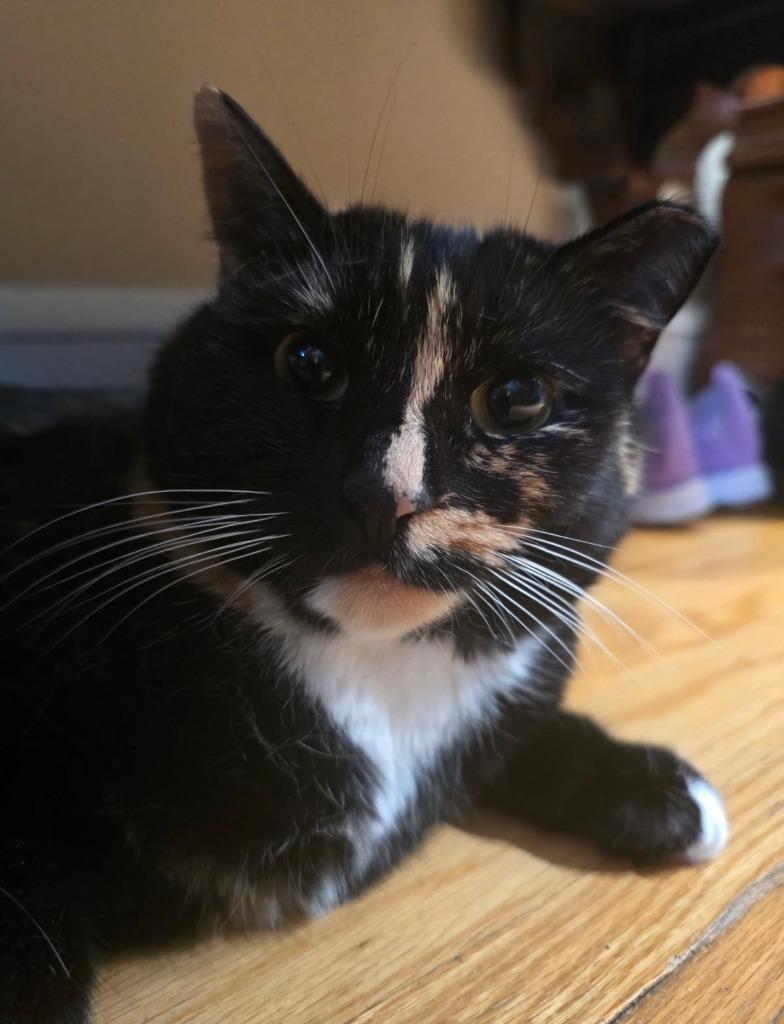 Enlarge Blossom, a Adoptable mixed breed in Pawtucket, RI image 5/5