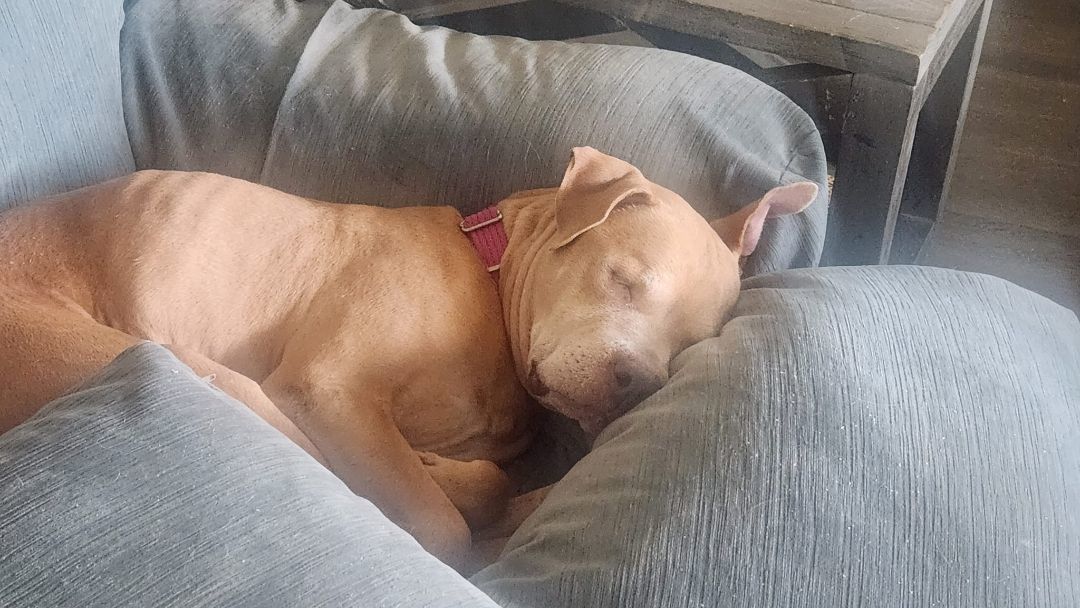 Pumpkin, Adopted, Senior Female Pit Bull Terrier.