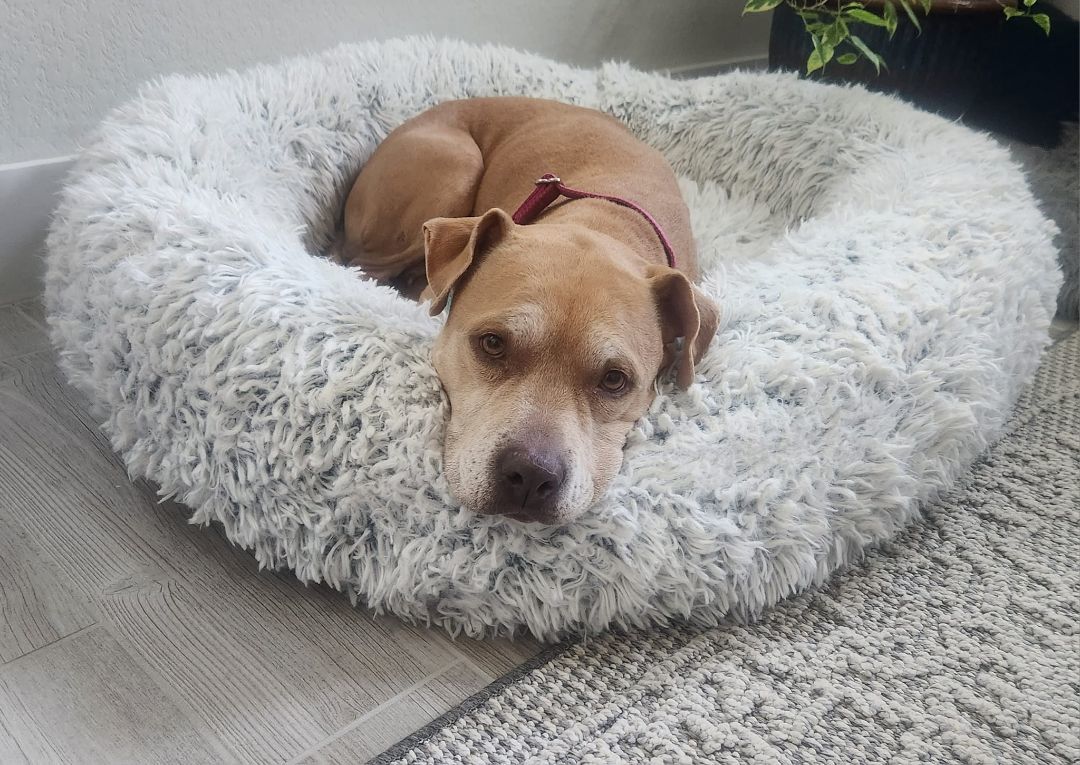 Pumpkin, a Adopted Pit Bull Terrier in Pflugerville, TX image 3/10