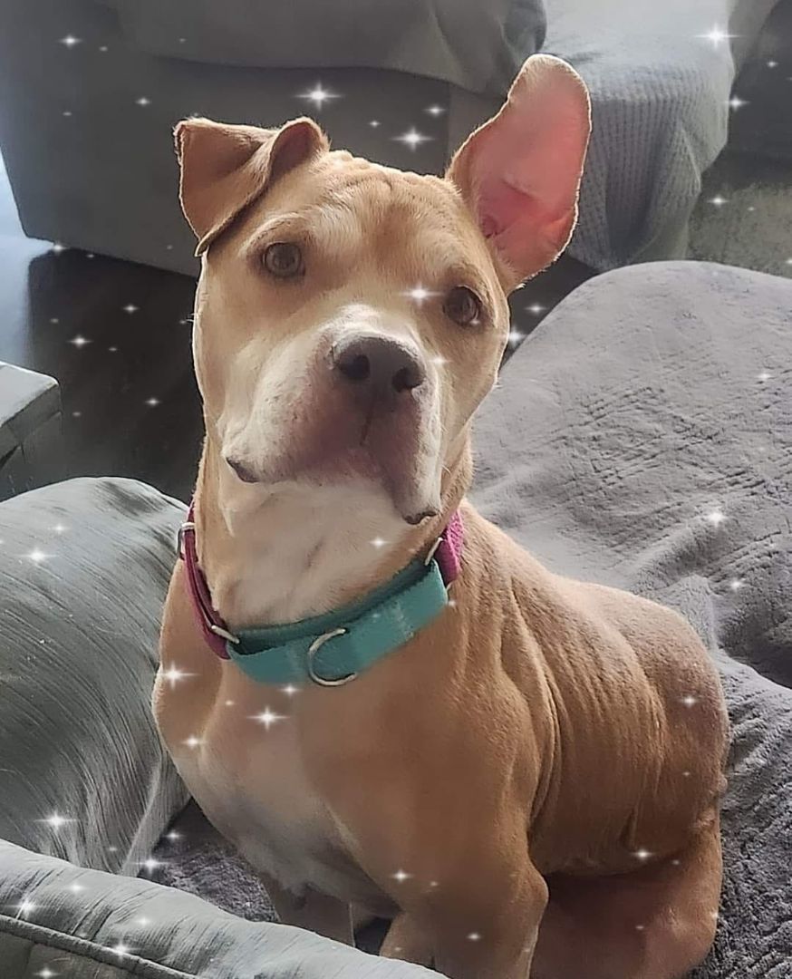 Pumpkin, a Adopted Pit Bull Terrier in Pflugerville, TX image 4/10