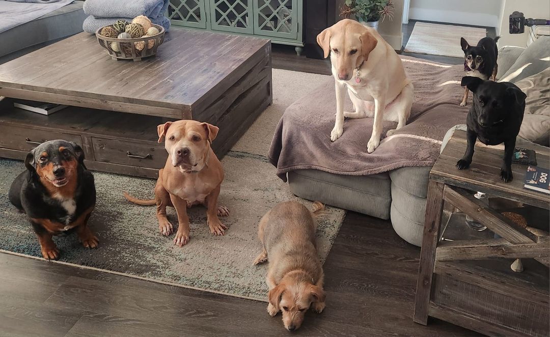 Pumpkin, a Adopted Pit Bull Terrier in Pflugerville, TX image 5/10