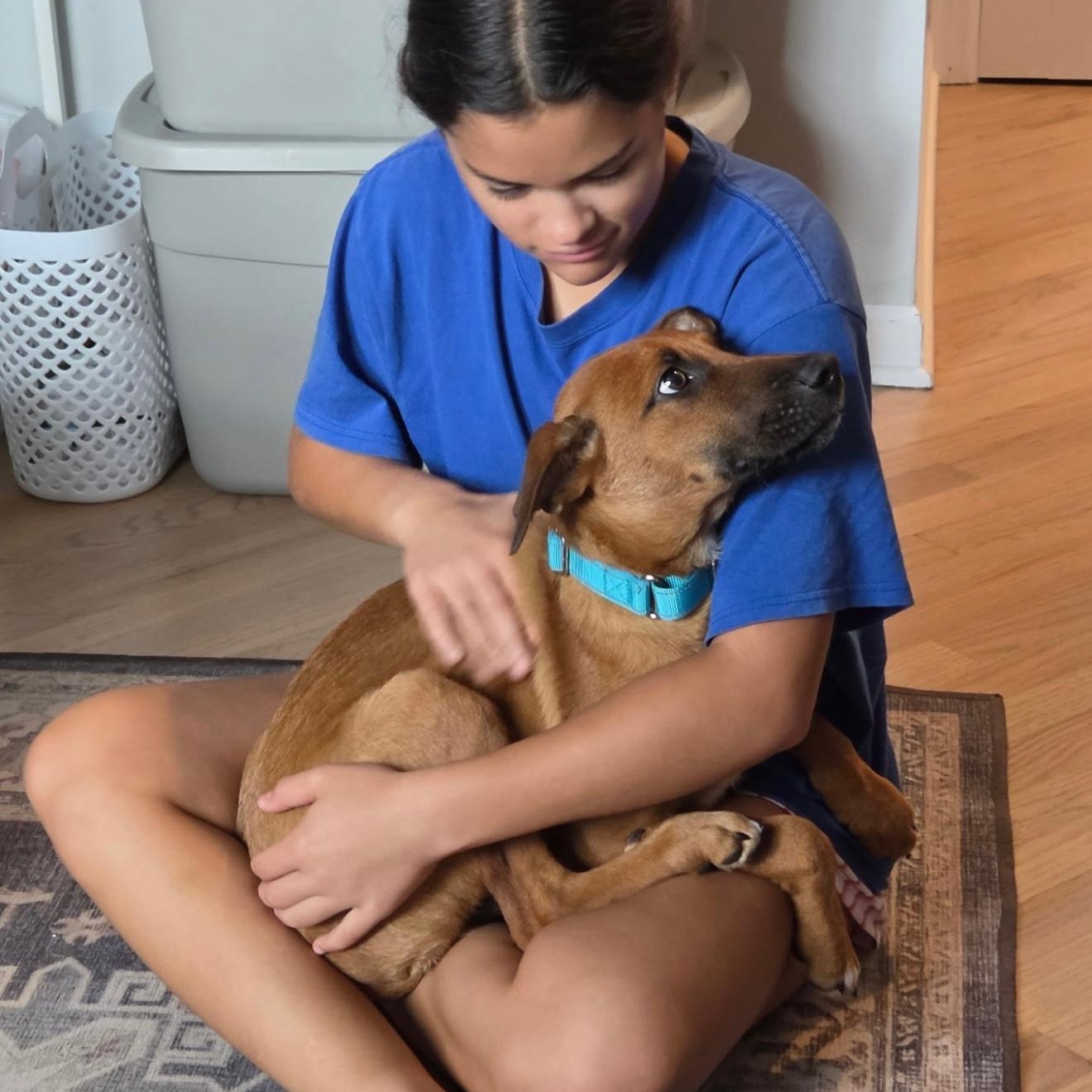 Enlarge Buzz - fostered in Chicago, an adopted mixed breed in Chicago, IL image 4/5