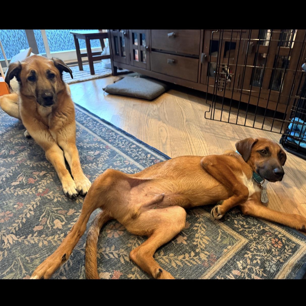 Enlarge Buzz - fostered in Chicago, an adopted mixed breed in Chicago, IL image 5/5