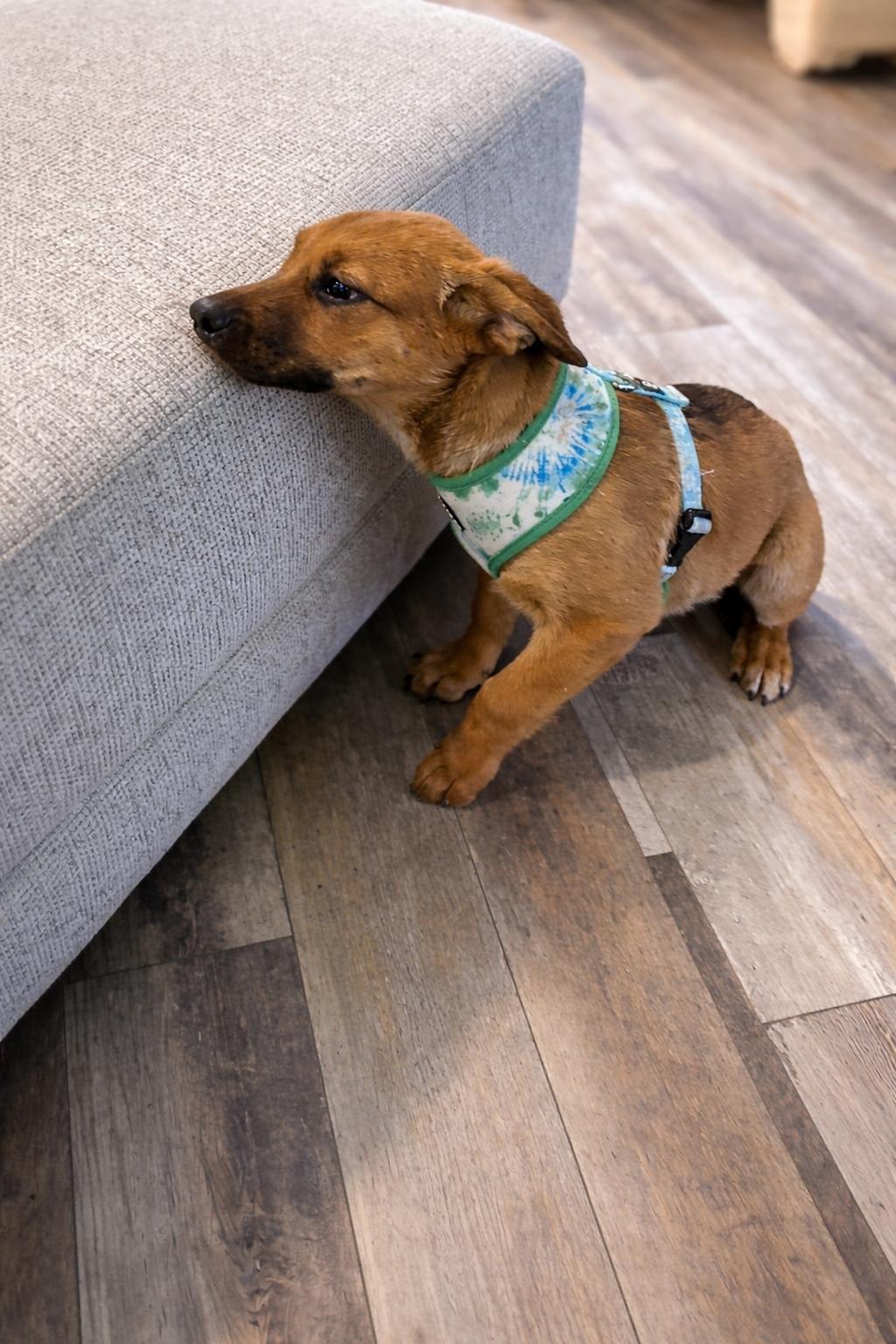 Enlarge Oso, a ADOPTABLE mixed breed in Huson, MT image 4/5