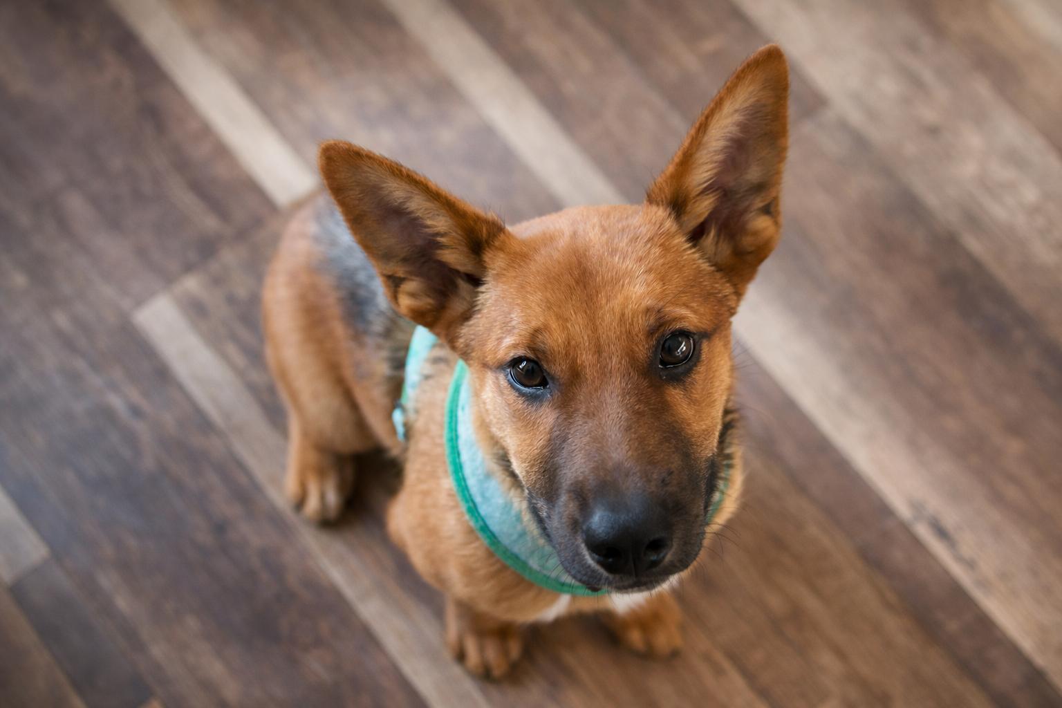 Enlarge Oso, a ADOPTABLE mixed breed in Huson, MT image 3/5