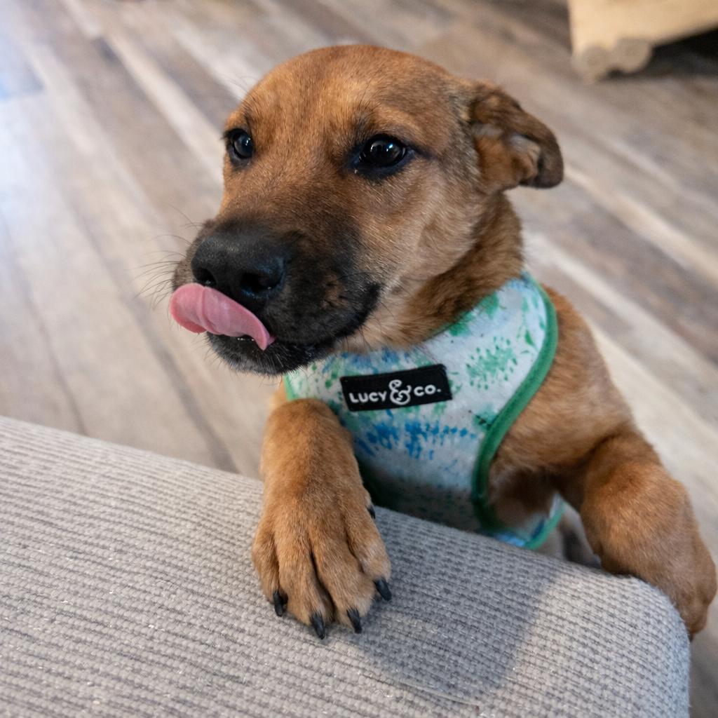 Enlarge Oso, a ADOPTABLE mixed breed in Huson, MT image 2/5