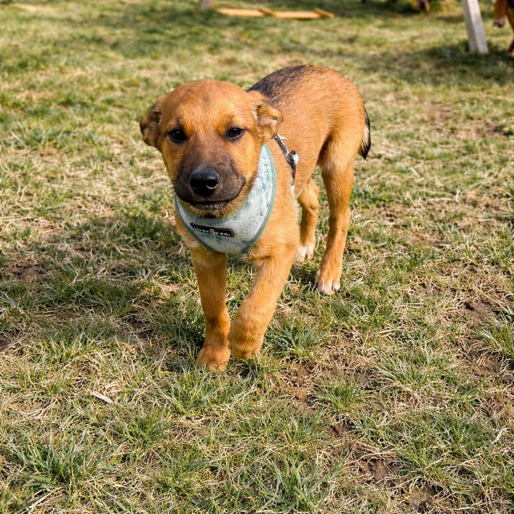 Oso, ADOPTABLE, Puppy Female German Shepherd Dog.