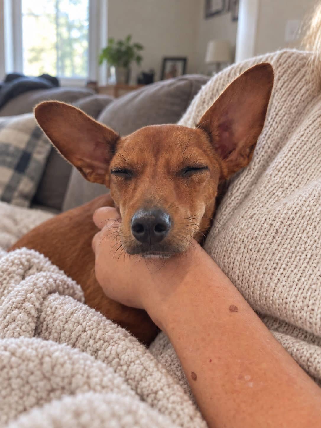 Cinnamon Bun 4891, Adoptable, Young Female Chihuahua & Dachshund.