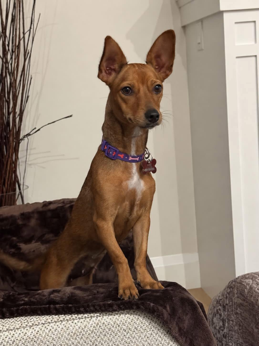 Enlarge Cinnamon Bun 4891, a Adoptable mixed breed in Pickering, ON image 3/3