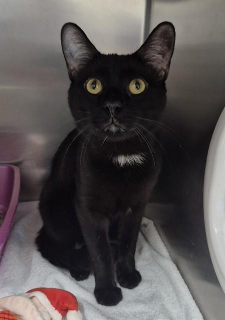 LIME, Adoptable, Young Male Domestic Short Hair.