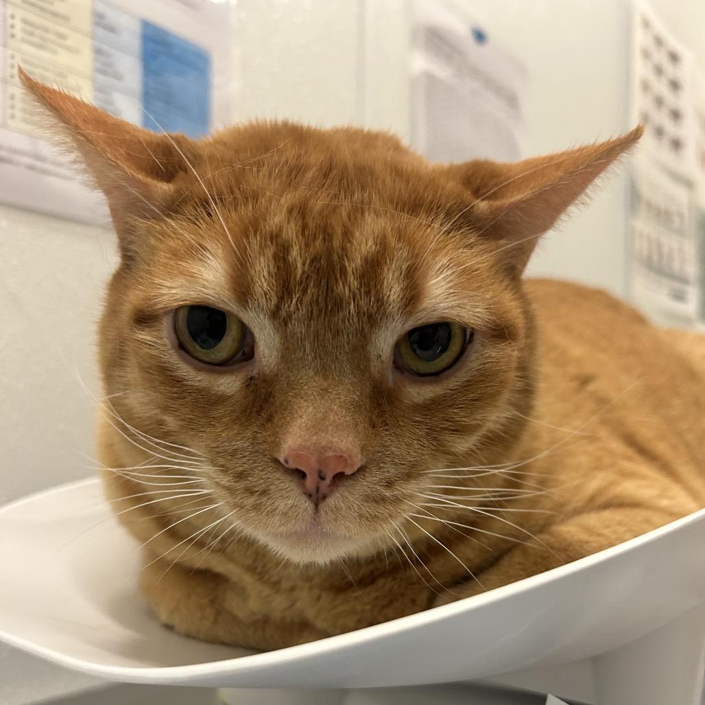 Enlarge Sunny, a Adoptable Domestic Short Hair in Park City, UT image 1/3