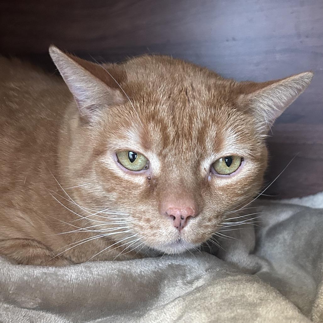 Enlarge Sunny, a Adoptable Domestic Short Hair in Park City, UT image 2/3