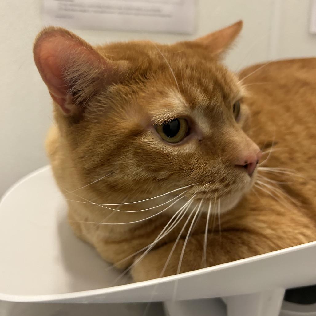 Enlarge Sunny, a Adoptable Domestic Short Hair in Park City, UT image 3/3