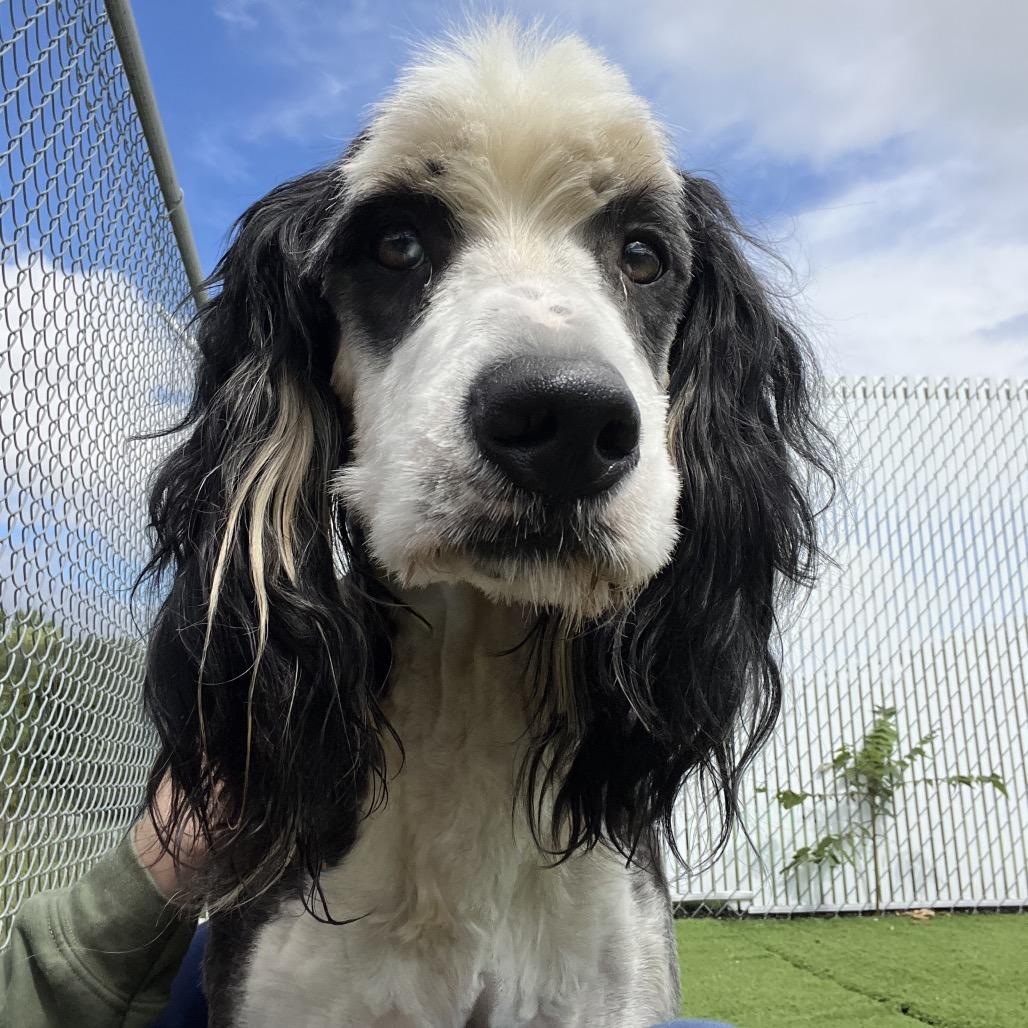 Simon, Adoptable, Adult Male Poodle & Mixed Breed.