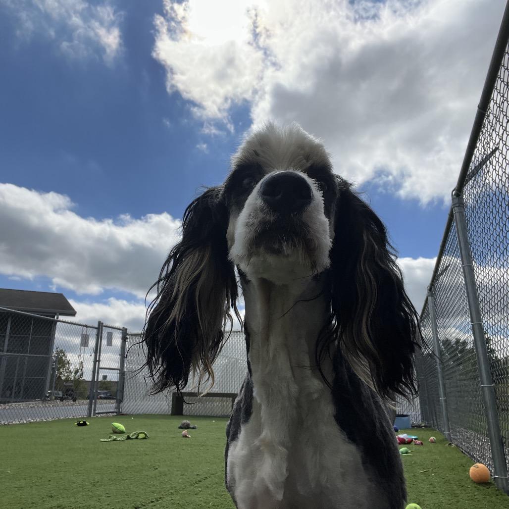 Enlarge Simon, a Adoptable mixed breed in Bristol, IN image 2/6