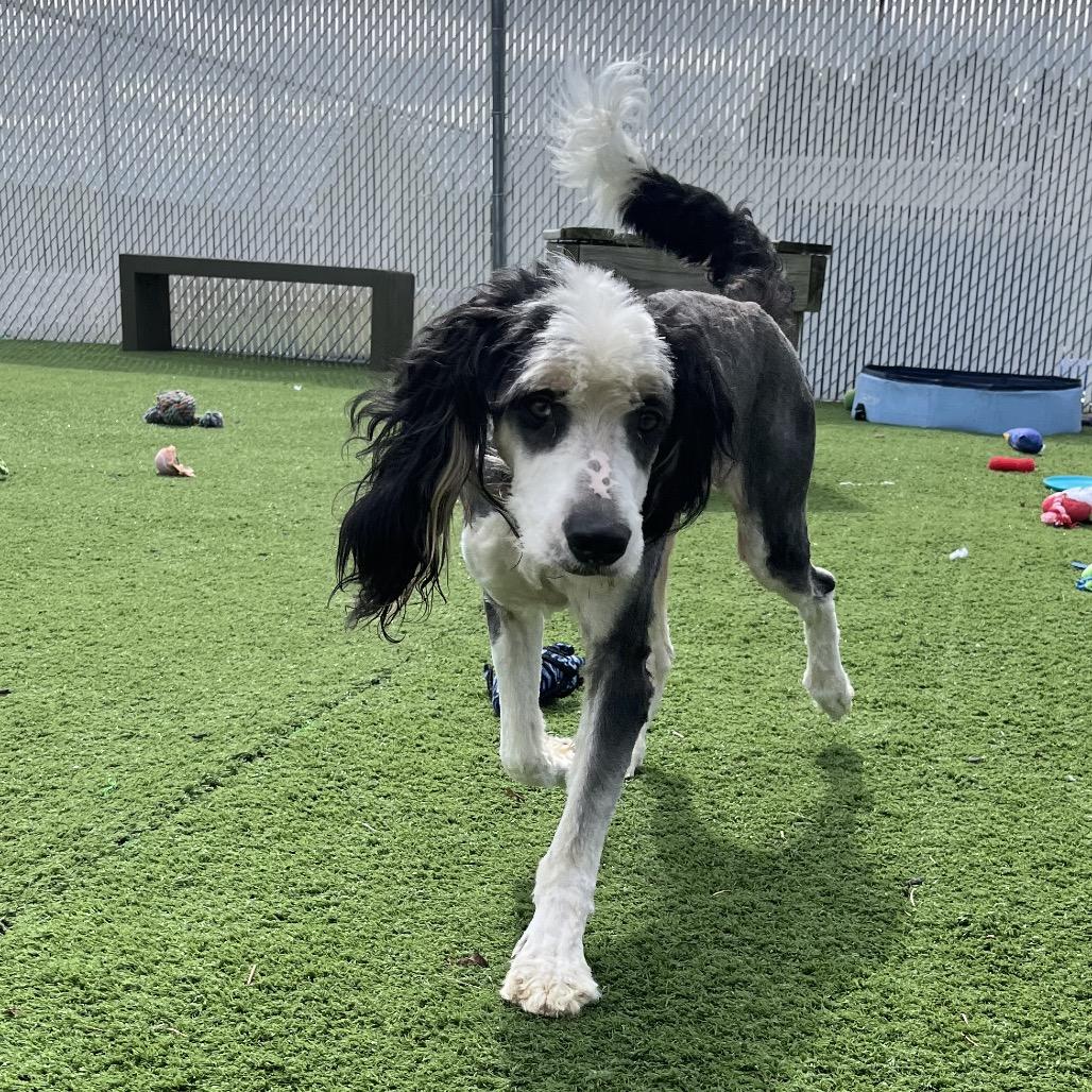 Enlarge Simon, a Adoptable mixed breed in Bristol, IN image 3/6