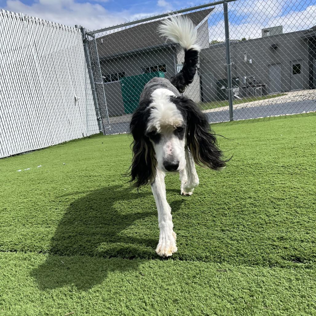Enlarge Simon, a Adoptable mixed breed in Bristol, IN image 6/6