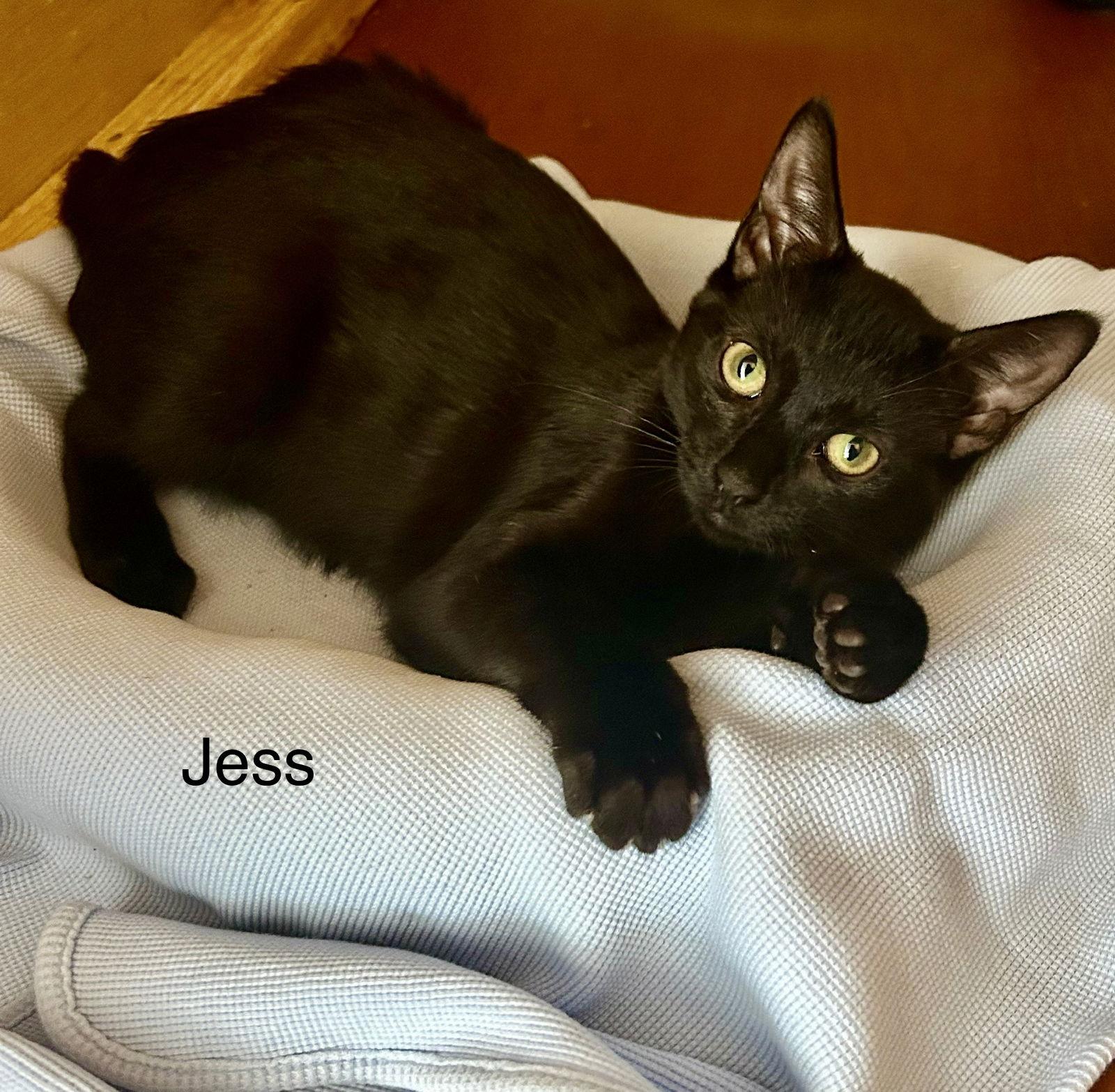 Jess, Adoptable, Kitten Female Domestic Short Hair.