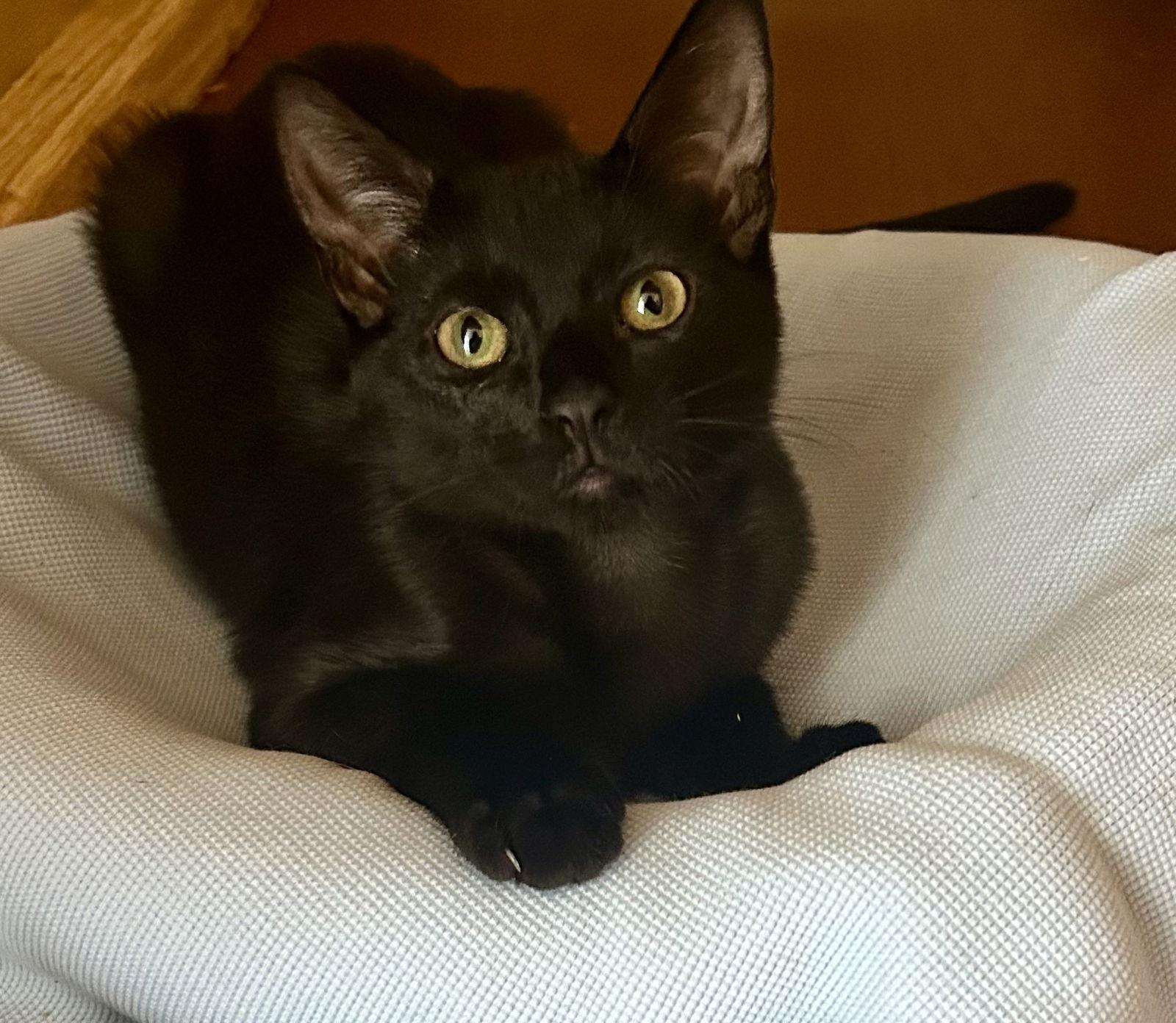 Enlarge Jess, a Adoptable Domestic Short Hair in Winter Garden, FL image 2/3