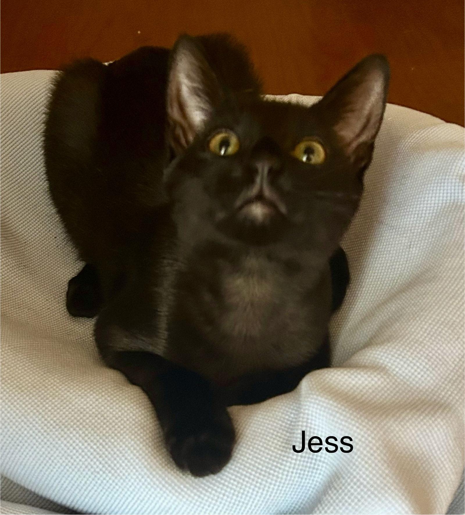 Enlarge Jess, a Adoptable Domestic Short Hair in Winter Garden, FL image 3/3