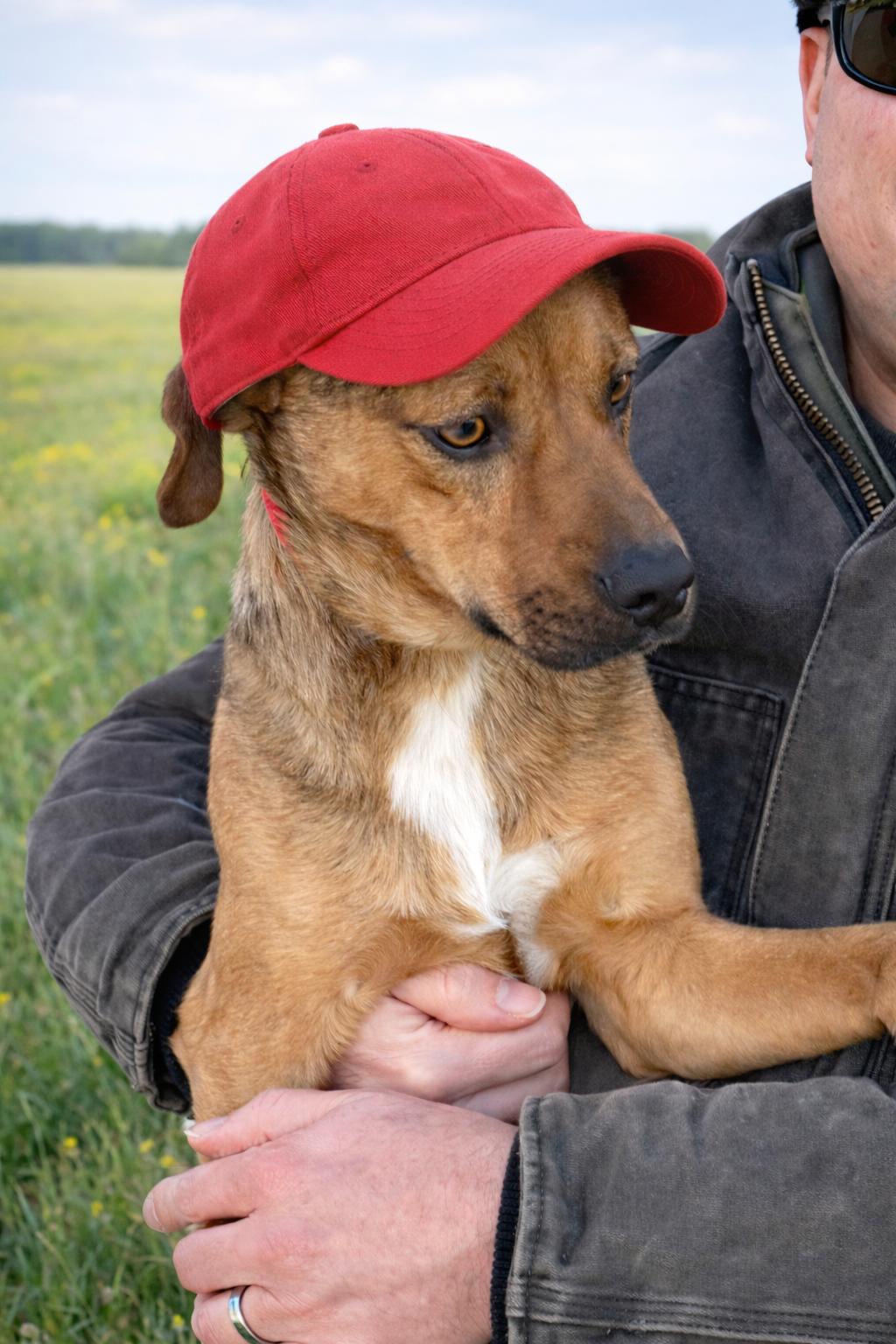 Rocky, a Adoptable mixed breed in Mount Laurel, NJ image 1/3