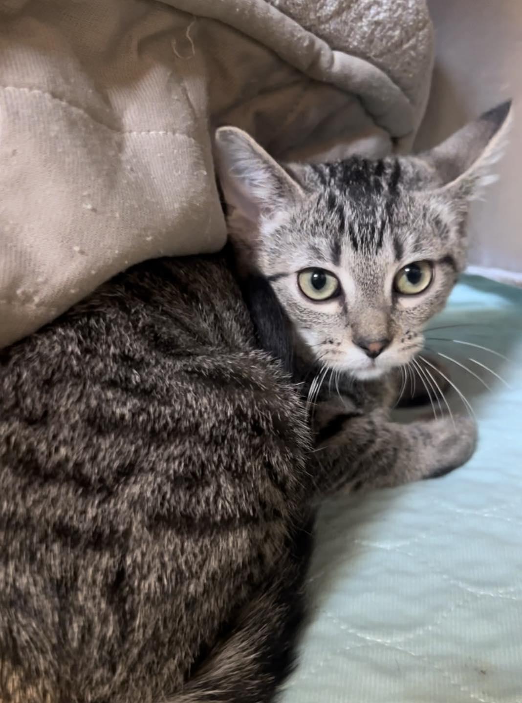 Enlarge Viola, a Adoptable Domestic Short Hair in Bloomsdale, MO image 1/1