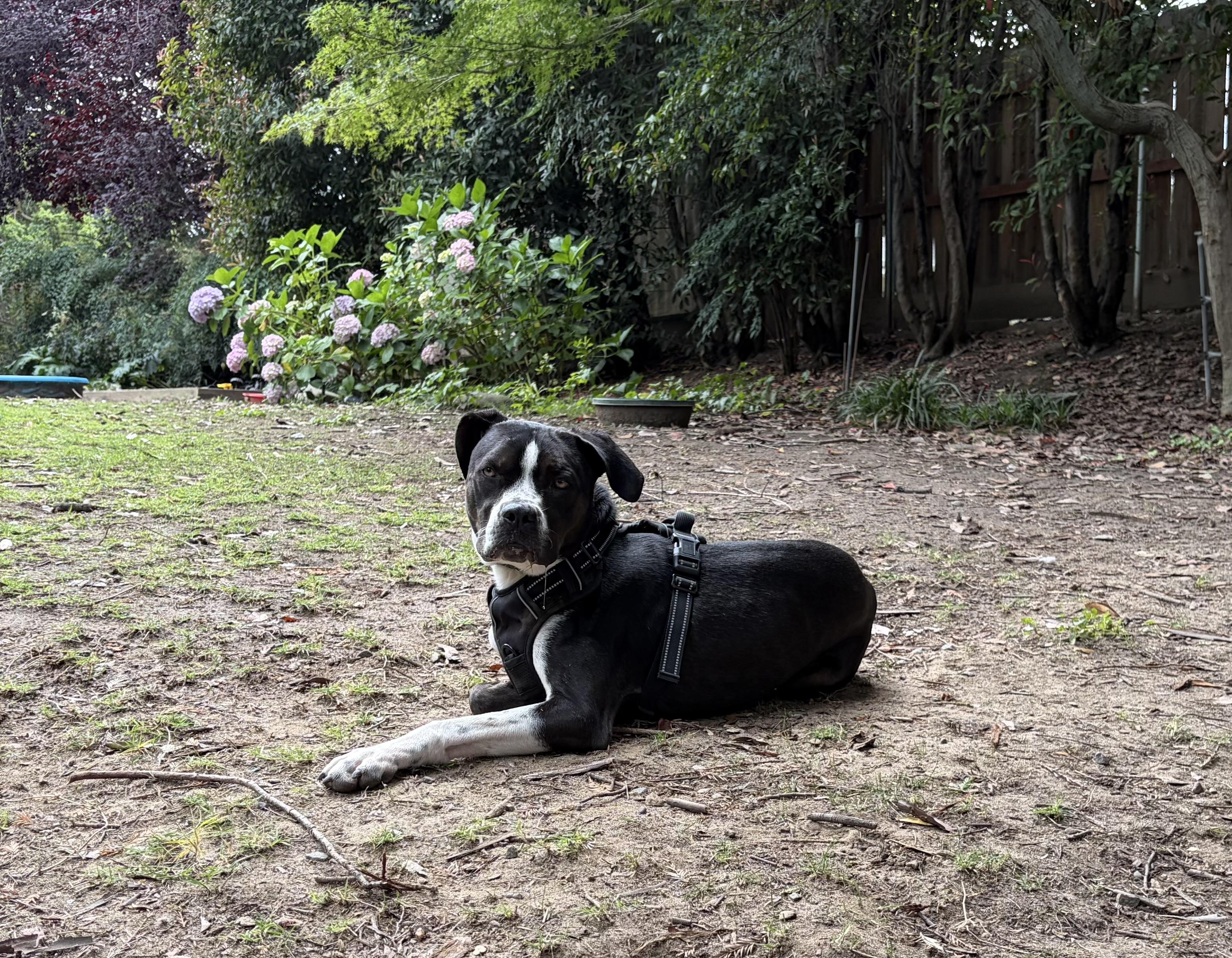 Mack, a ADOPTABLE mixed breed in Penryn, CA image 6/6