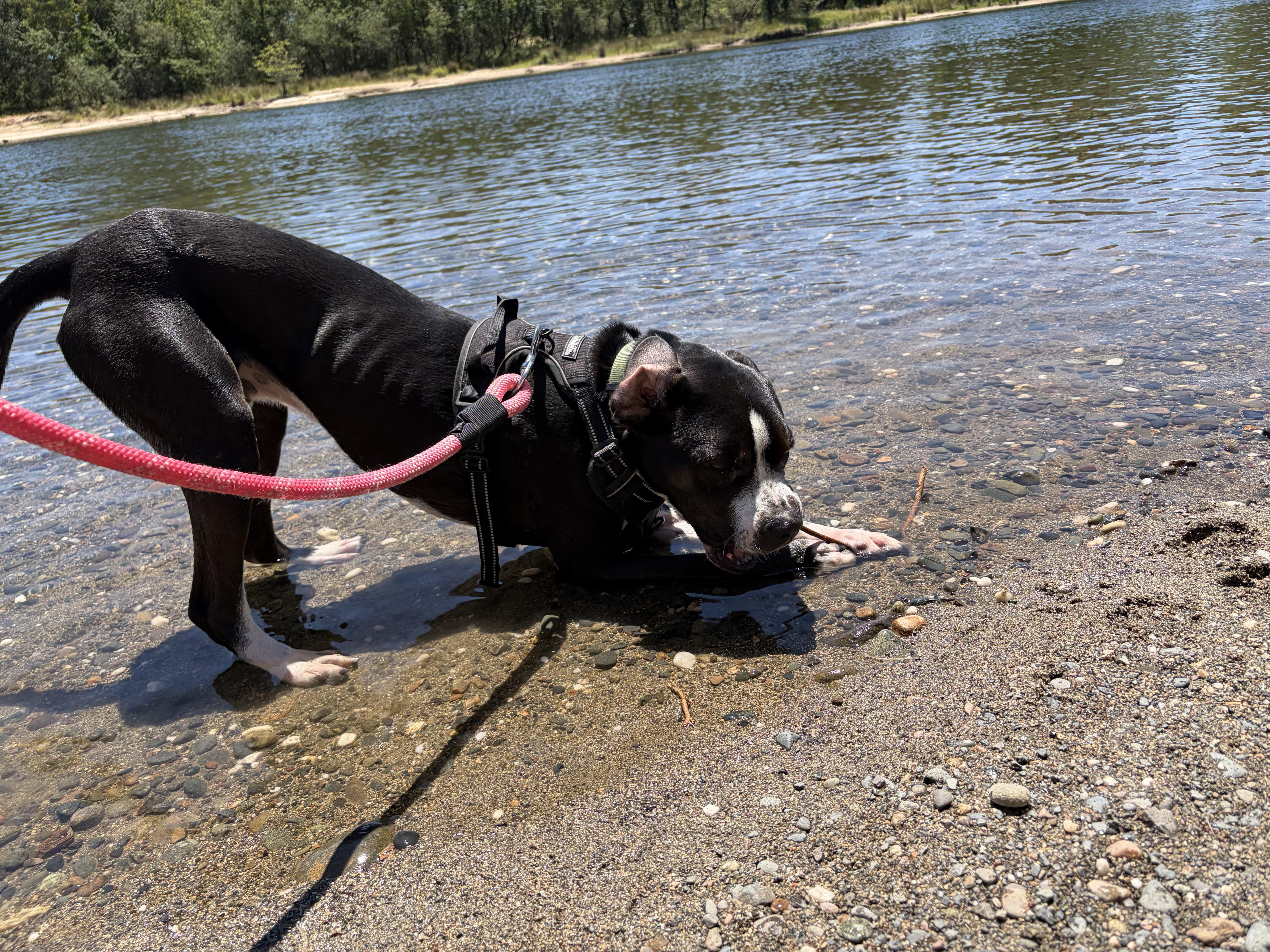 Mack, a ADOPTABLE mixed breed in Penryn, CA image 2/5