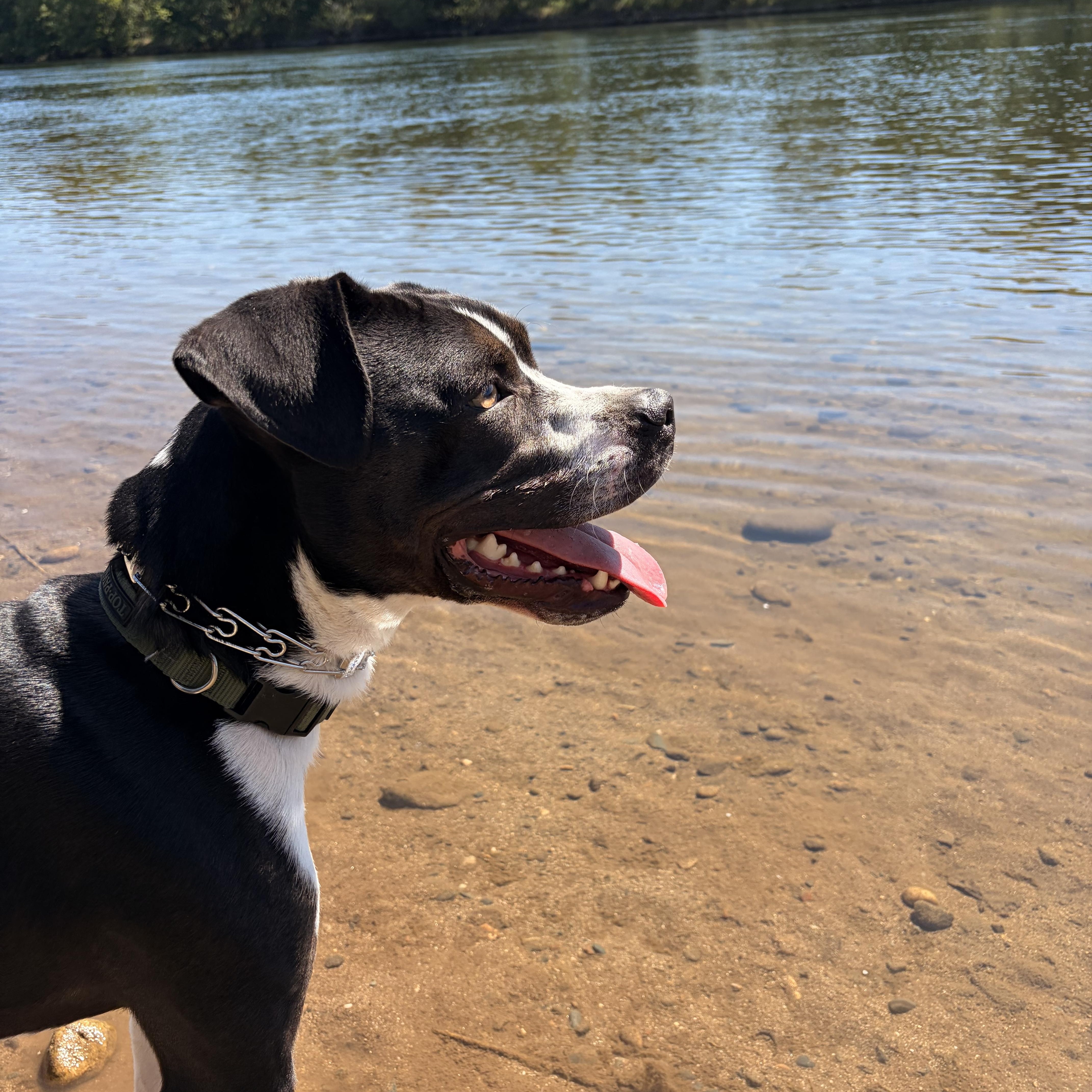 Mack, a ADOPTABLE mixed breed in Penryn, CA image 4/6