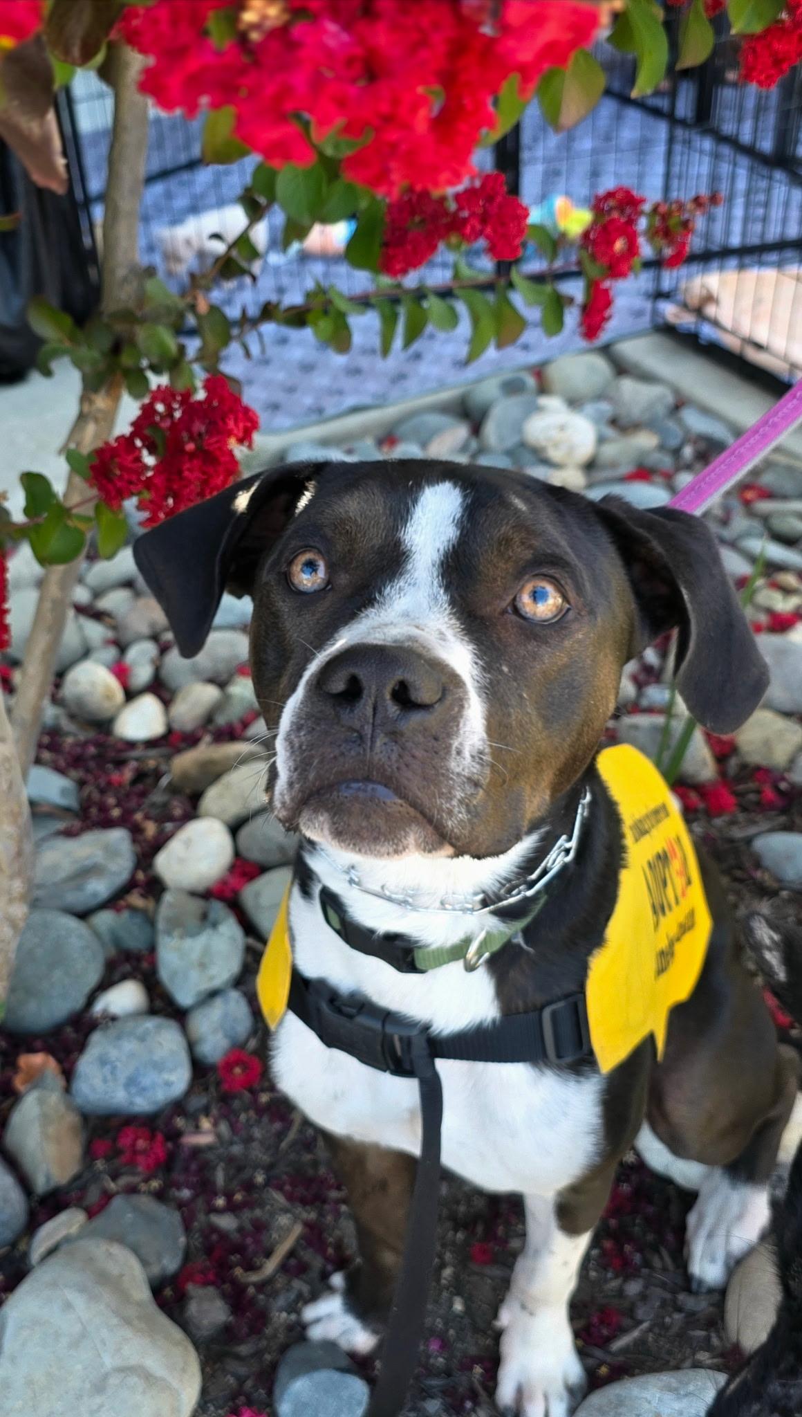 Mack, ADOPTABLE, Young Male Boxer & Pit Bull Terrier.