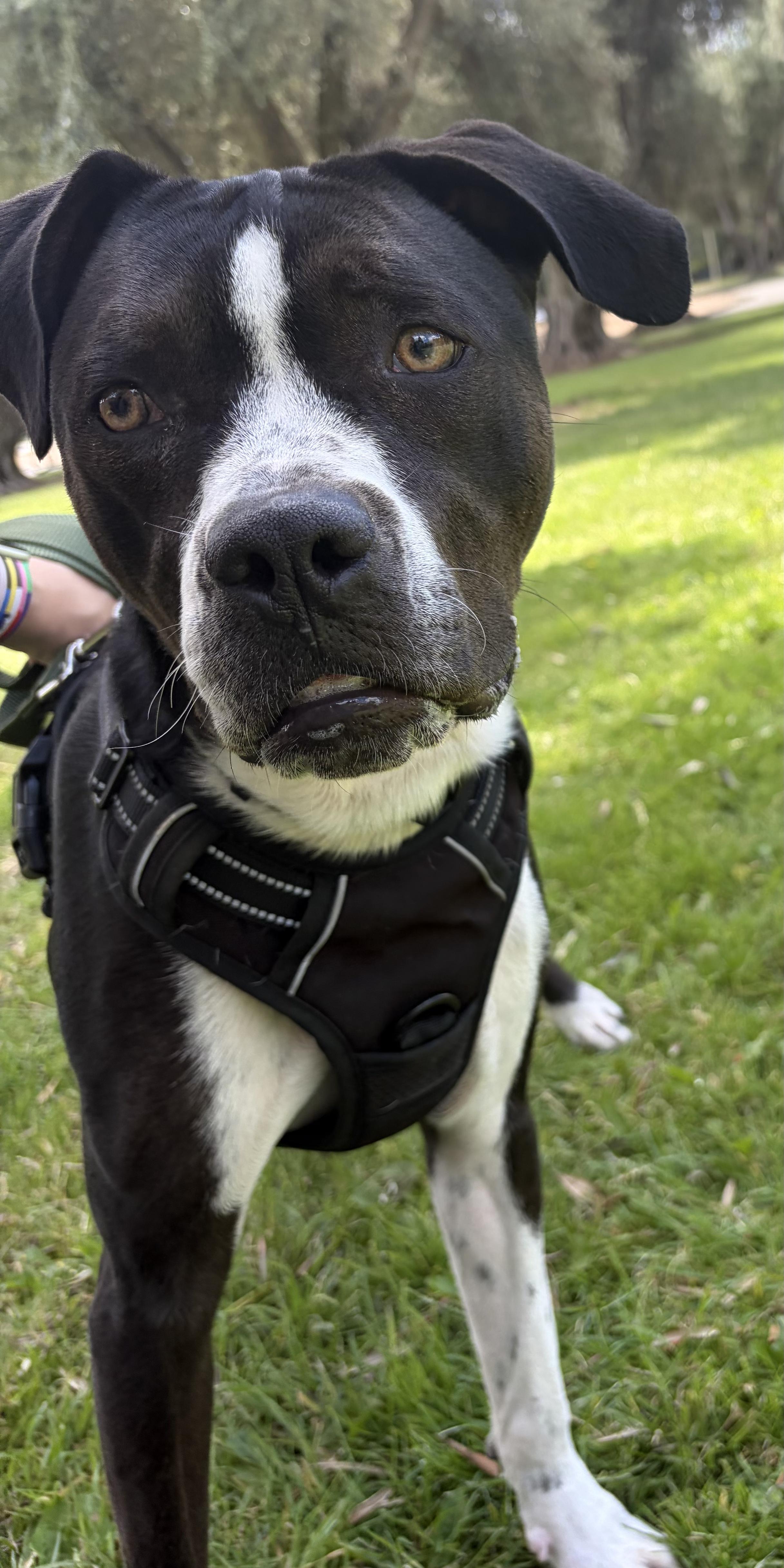 Mack, a ADOPTABLE mixed breed in Penryn, CA image 2/6
