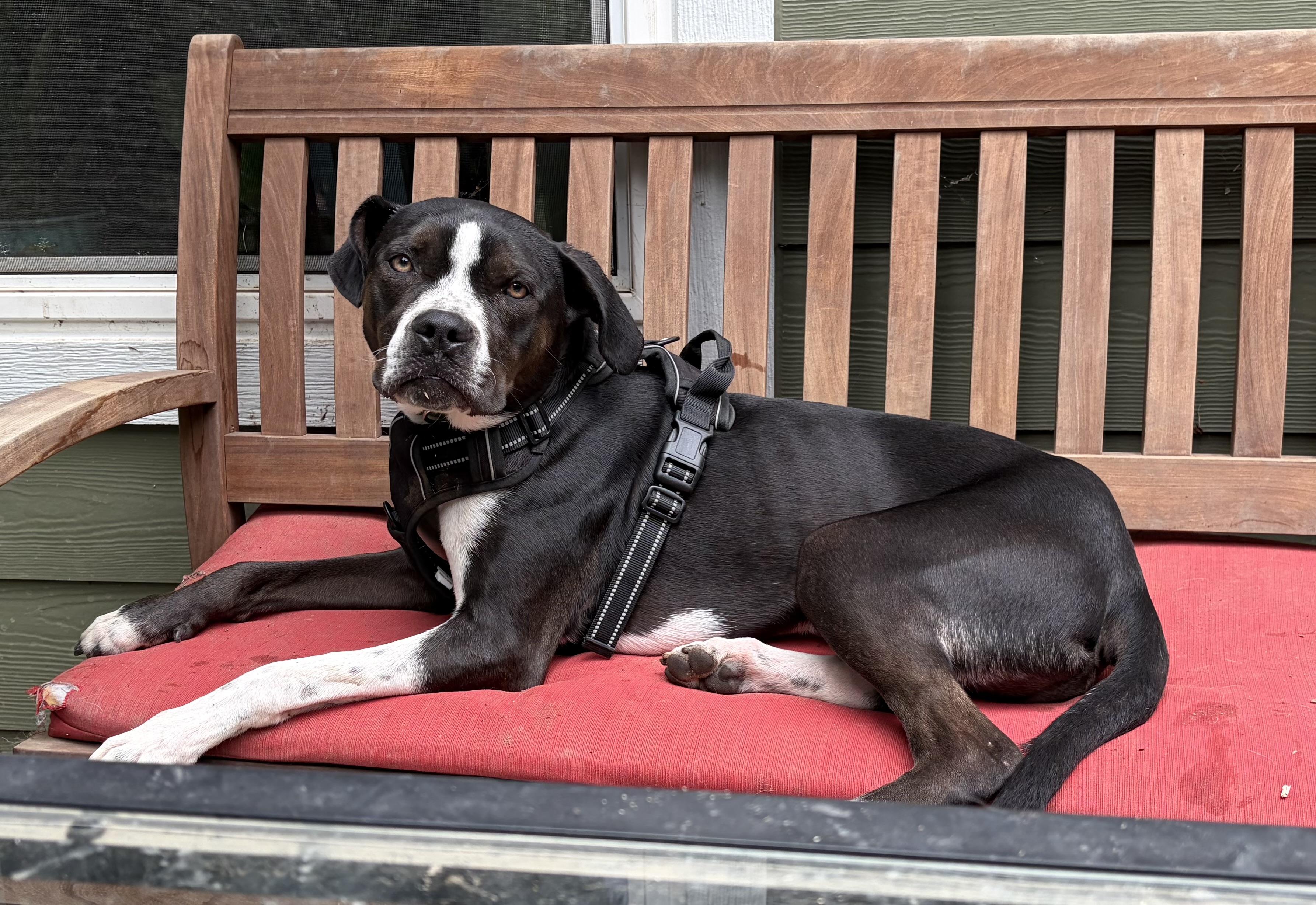 Mack, a ADOPTABLE mixed breed in Penryn, CA image 1/6