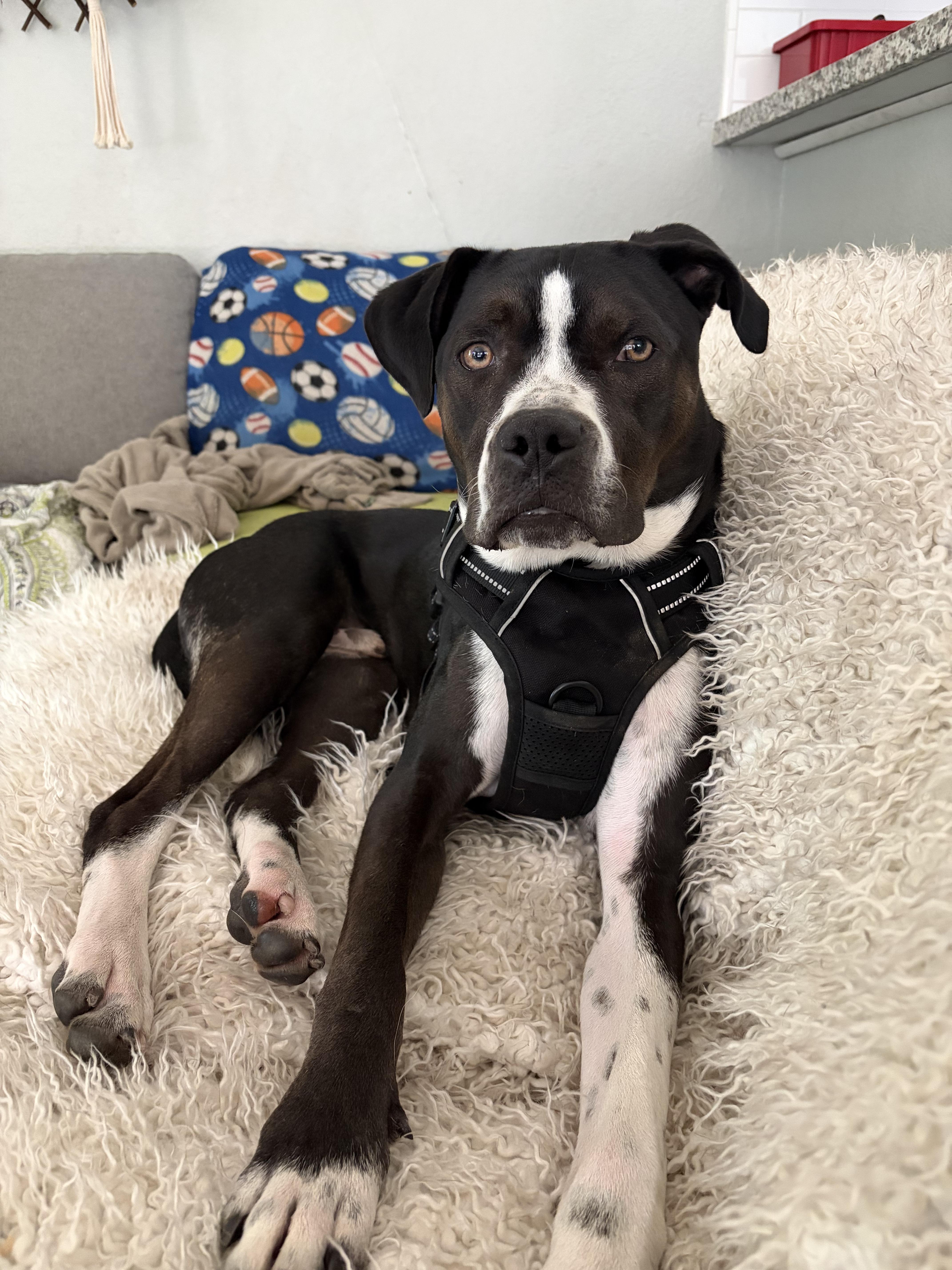 Mack, a ADOPTABLE mixed breed in Penryn, CA image 1/5