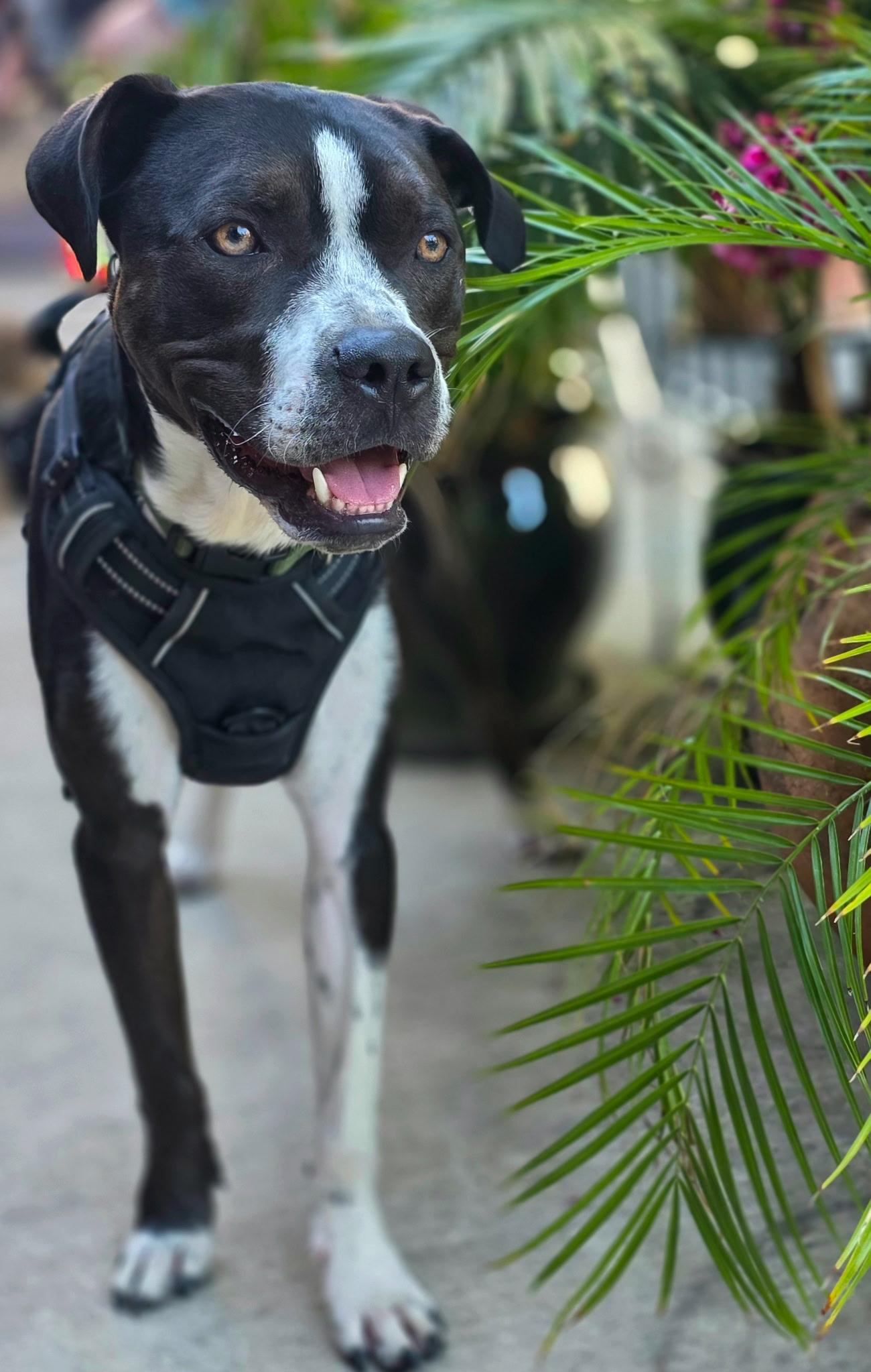 Enlarge Mack, a ADOPTABLE mixed breed in Penryn, CA image 3/5