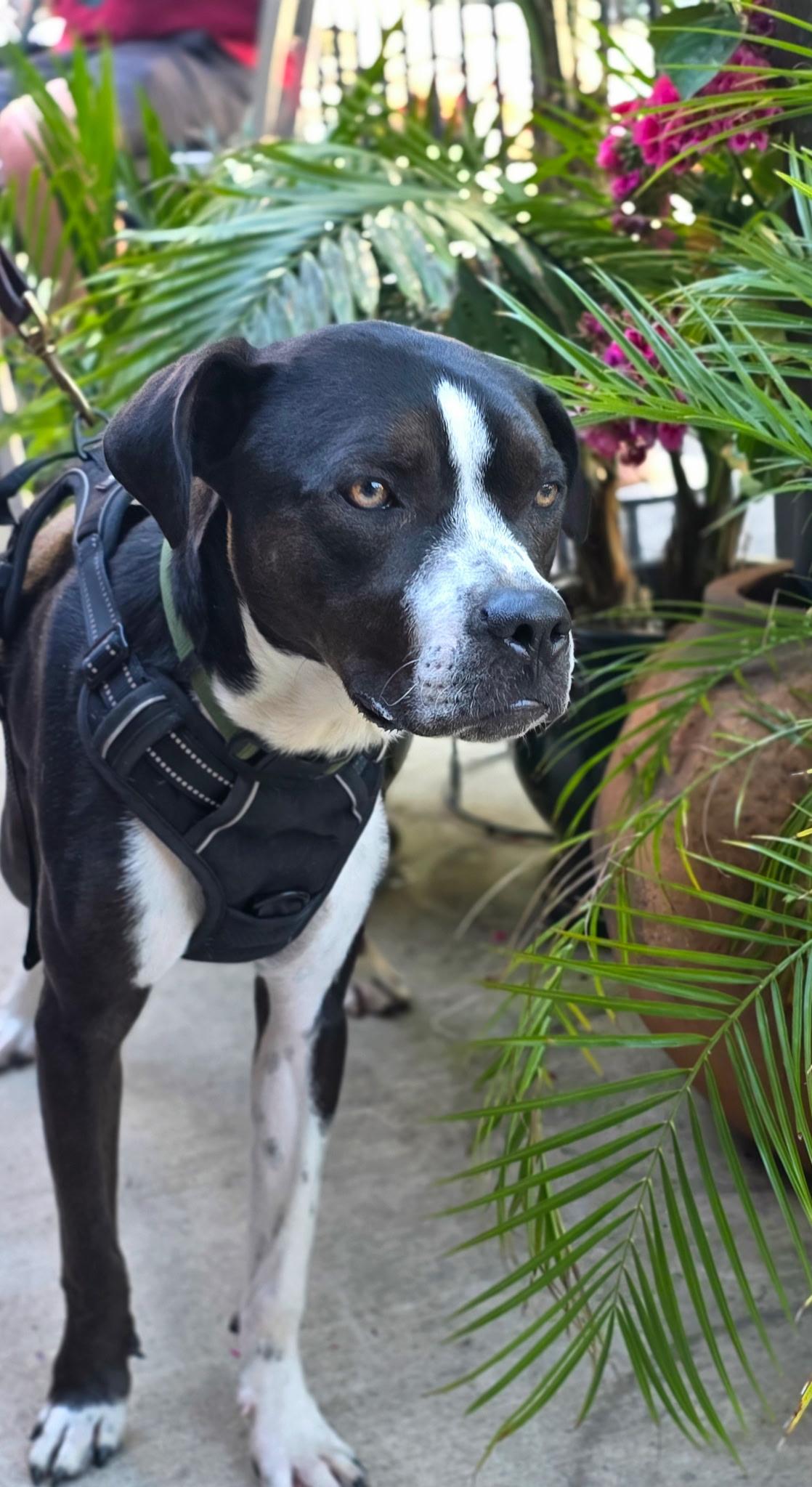 Enlarge Mack, a ADOPTABLE mixed breed in Penryn, CA image 2/5