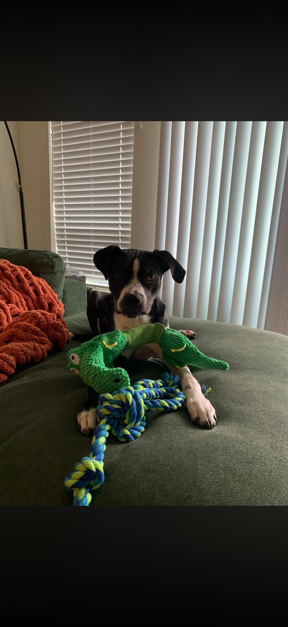 Mack, a ADOPTABLE mixed breed in Penryn, CA image 3/6