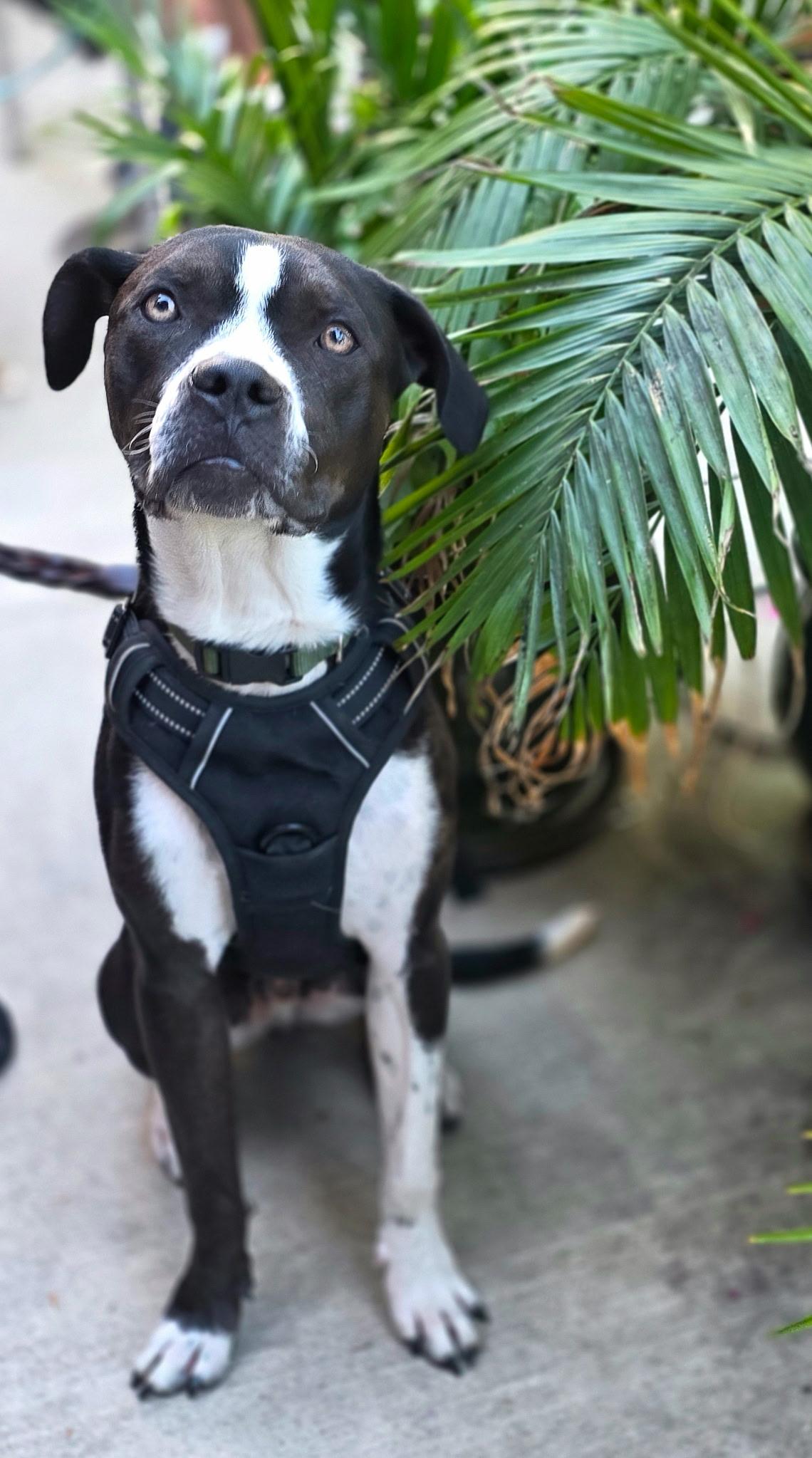 Mack, ADOPTABLE, Young Male Boxer & Pit Bull Terrier.