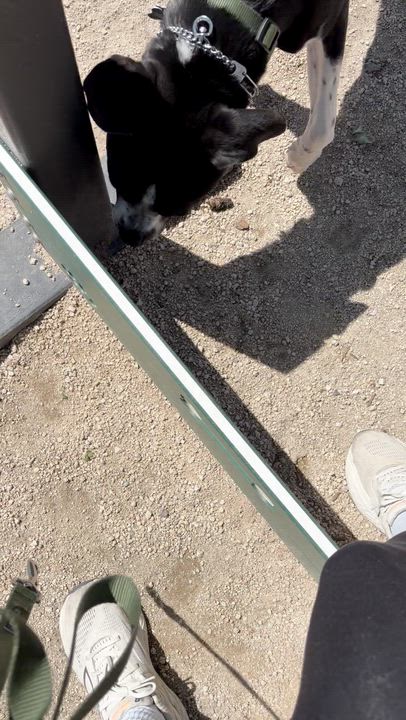Enlarge Mack, a ADOPTABLE mixed breed in Penryn, CA video 5/6