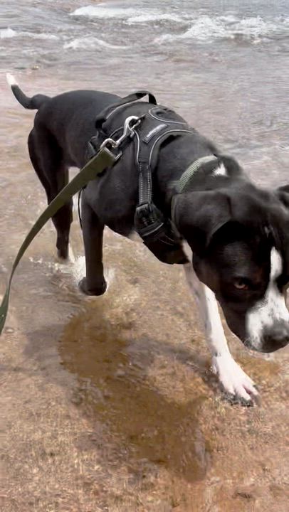 Enlarge Mack, a ADOPTABLE mixed breed in Penryn, CA video 5/5